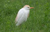 Cattle Egret 041407 